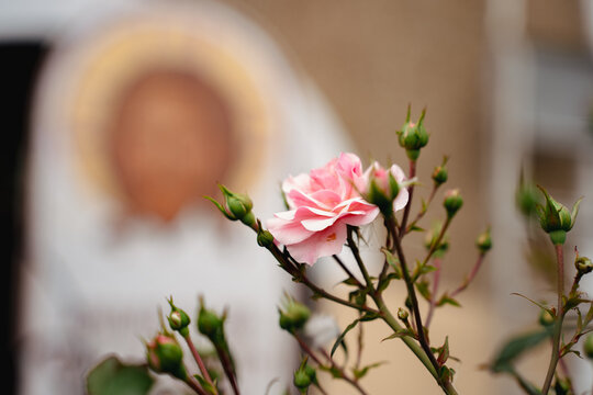 Delicate pink rose flower on twig with buds, blurred background with Christ the Savior
