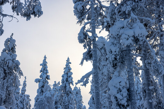 close frozen trees with low winter sun Lappland &Auml;k&auml;slompolo Finnland