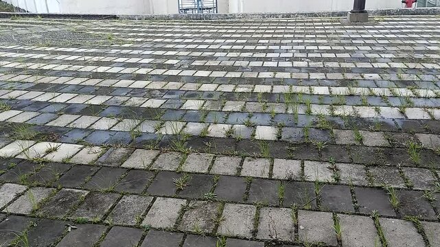 Low angle static shot of paving block walkway with grass growing between bricks showing partial wet and dry surface with wind moving grass.
