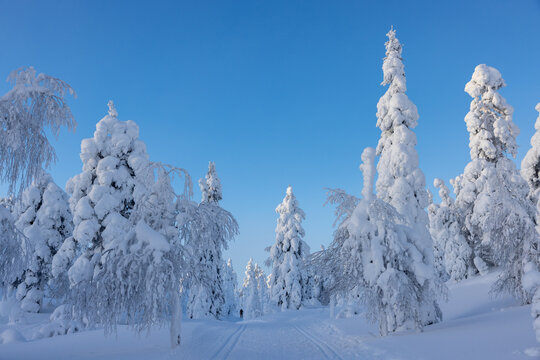 cross-country skiing tracks on Kukastunturi in Kolari Finnland