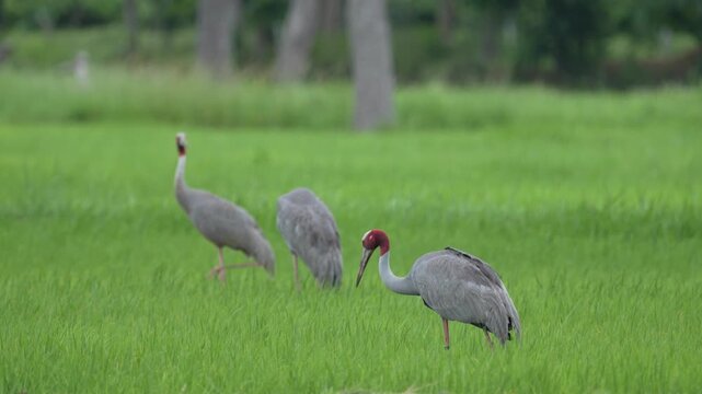 Eastern Sarus Crane Thai cranes from a breeding center forage in their natural habitat, a conservation effort within the community.