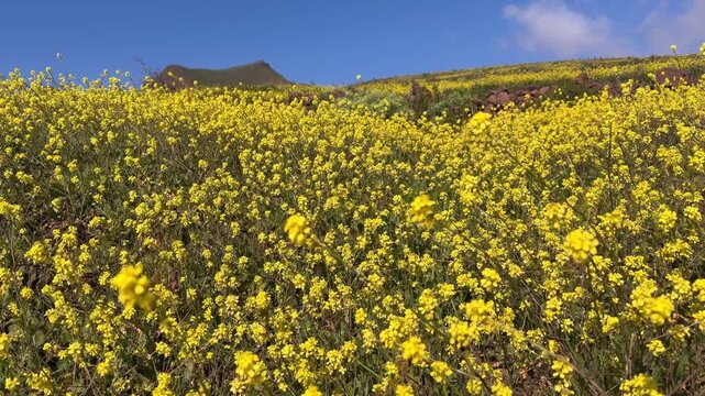 Paisaje florido en la cumbre de Gran Canaria en primavera