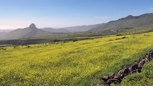 Paisaje florido en la cumbre de Gran Canaria en primavera