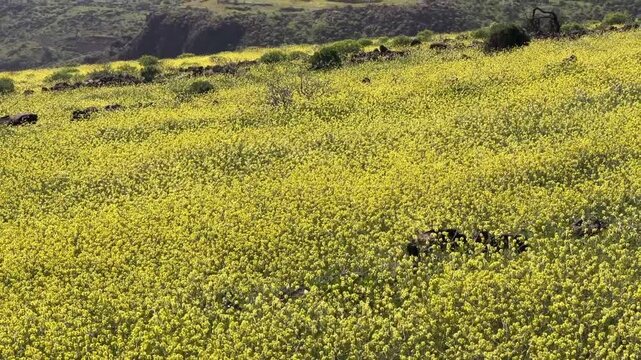 Paisaje florido en la cumbre de Gran Canaria en primavera