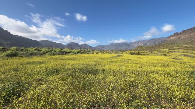 Paisaje florido en la cumbre de Gran Canaria en primavera