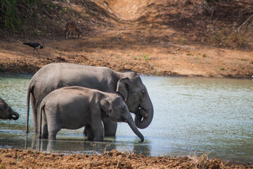 Elephant Family Drinking Water at a Lake in Yala National Park, Sri Lanka © Sithila