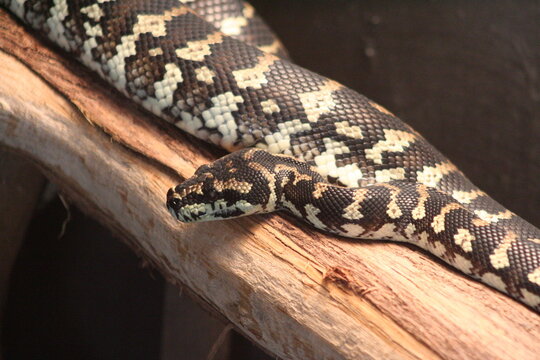 A Jungle carpet python (Morelia spilota cheynei) at a local zoo