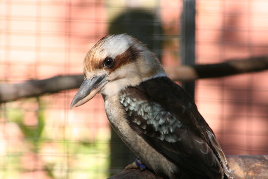 A Kookaburra (Dacelo novaeguineae) at a local zoo