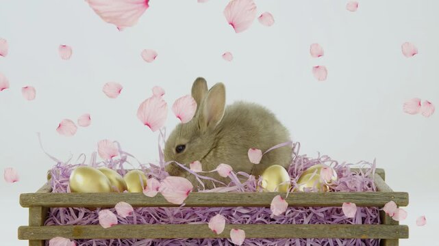 Falling pink petals initiating small brown rabbit raising head, sniffing straw, nudging gold eggs