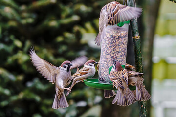 Ptaki karmiące się ziarnem przy karmniku, uchwycone w dynamicznym locie, w zimie © Henryk Niestrój