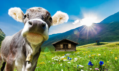 Jungvieh auf einer Almwiese in Tirol, Österreich