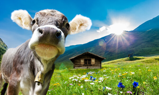 Jungvieh auf einer Almwiese in Tirol, &Ouml;sterreich