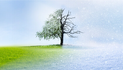 Jahreszeitenwechsel von sommer zu winter an einem Baum