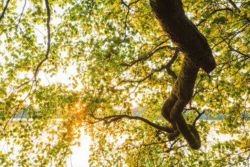 Sunset near lake in Sweden with tree branch reaching over water