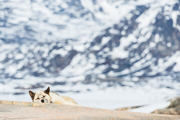 Greenland dog rests in front of snowy mountain landscape in Greenland during daylight hours