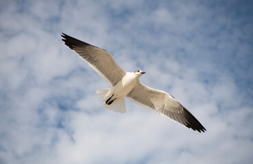 Fototapeta premium Seagull sitting outdoor. Laughing seagull at the sea. Seagull near water. Sea gull bird. Fauna and nature. Seagull bird. Sea gull with beak and feather. Laughing Gull. Freedom flight