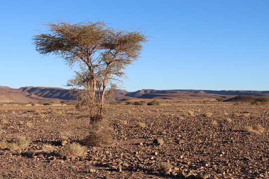 paysage du draa