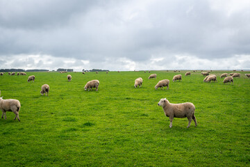 Grazing sheep in a green field near Twelve Apostles, Great Ocean Road, Australia