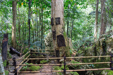 Child funeral urns in kapok tree, Toraja, Sulawesi, Indonesia