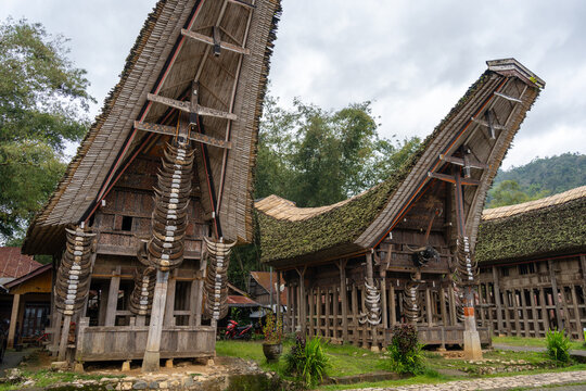 Traditional Toraja houses with buffalo horns, Sulawesi, Indonesia