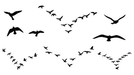 Formation of geese flying in a clear sky during migration season © NAZMA