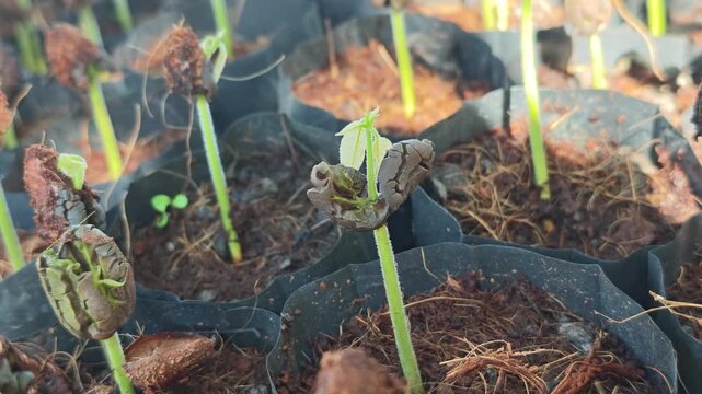 From the seeds of Cacao fruits grows new plants