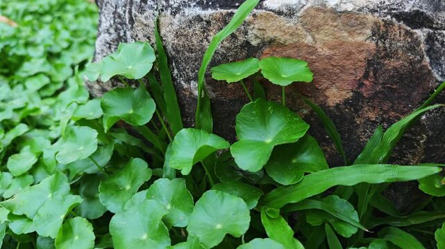 Fresh Gotu Kola in the Garden