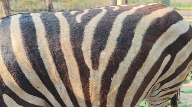 Close-up shot of zebra skin.black and white