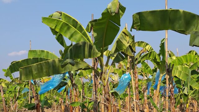 Plantation of many banana trees, with baskets wrapped in blue plastic.