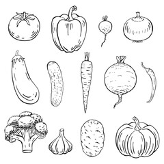 Set of vegetables. Hand drawn vector illustration.