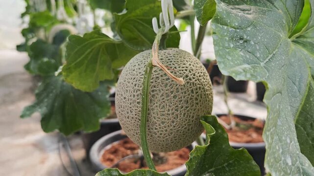 Fresh green melon in greenhouse