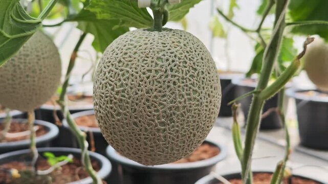 close-up of a melon hanging from a vine.
