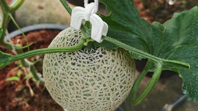 close-up of a melon hanging from a vine.