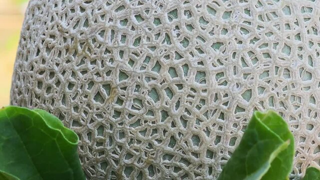 Japanese Melon