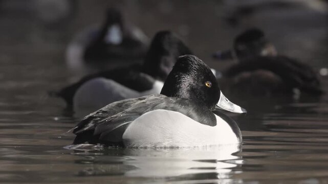 A male Ring Neck Duck swims quietly in a small pond with others on a sunny winter day with a little bit of ice on the water surface. Audio included