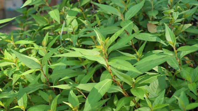 Vietnamese coriander in the garden