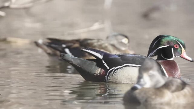 A male wood duck swims back and forth among a mixed flock of other ducks with the sound of running water and duck vocalization in the background. 