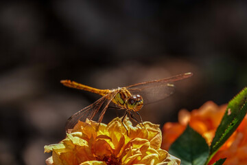 Libelle auf einer Bl&uuml;te in der Sonne