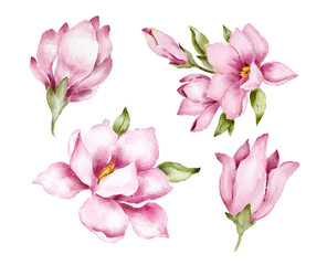 Obraz premium magnolia flower set with pink blossoms and green leaves , shown as separate elements. Watercolor illustration for wedding invitations, greeting cards, postcards, packaging labels or floral prints.