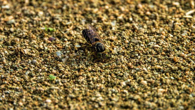 A black burrowing wasp, sand wasps (Sphecidae) in search of a place to burrow. Bunaken national park. Sulawesi