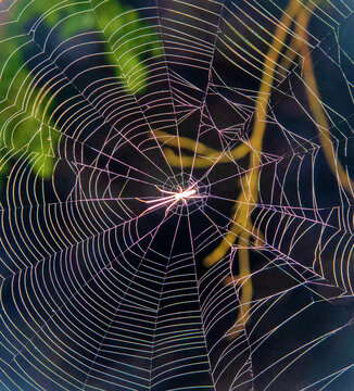 A night spider of the rainforest on a beautiful spider web. Sulawesi. The perfect contrast of a white spider web and a black background in a night shot