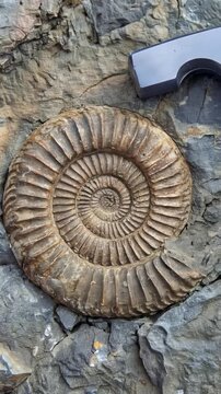 Ammonite fossil embedded in sedimentary rock next to geological hammer. Close-up view of ancient cephalopod shell discovery.