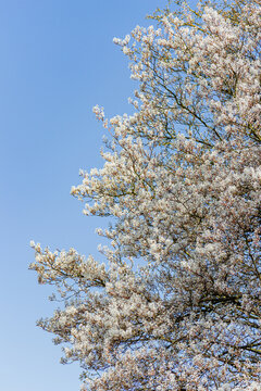 Bl&uuml;hende Traubenkirsche