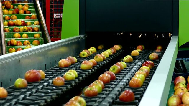 Apple Sorting on Industrial Conveyor Belt Processing Line