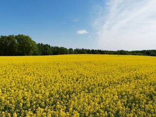 Spring landscape with rapeseed nad blue sky