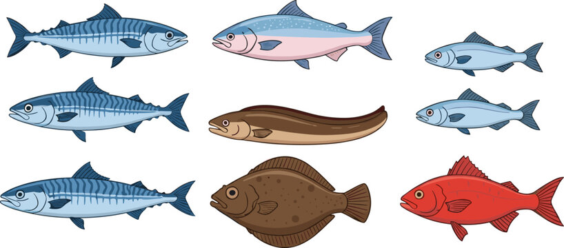 Set of various marine fish species including mackerel salmon eel and red snapper isolated on white for seafood market and fishing industry design