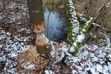 Beaver damage