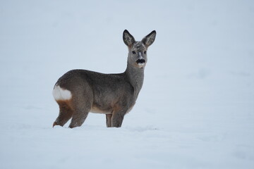 European roe deer in minimal winter landscape © Jolanta