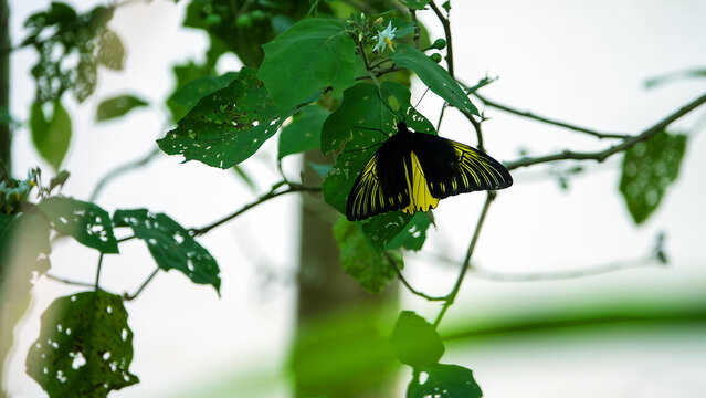 Golden bird's-wing (Ornithoptera, Troides aeacus). Famous golden butterfly catches eye with contrast of yellow and black, enhancing color. Mountainous rainforest on Borneo island, Malaysia. January