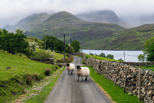 Two sheep wander down a narrow, winding road in Rosroe, Ireland, surrounded by the rugged, mist-covered mountains of Connemara and the calm waters of Killary Harbour.